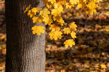 Golden maple leaves hanging beside a tree trunk in a sunlit autumn forest with fallen leaves © lms_lms