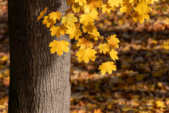 Golden maple leaves hanging beside a tree trunk in a sunlit autumn forest with fallen leaves