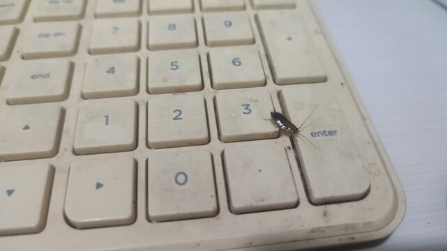 Cockroach crawling on a dirty computer keyboard