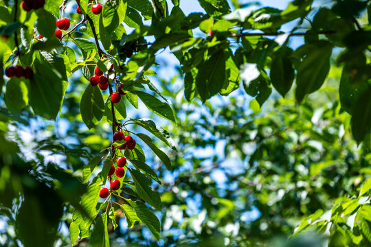 Reife rote Kirschen h&auml;ngen an einem Kirschbaum