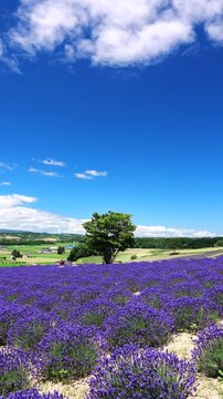 日の出公園　ラベンダー