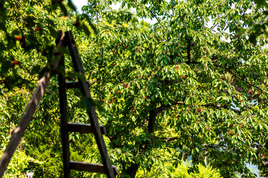 Gro&szlig;e rote Kirschen h&auml;ngen an einem Kirschbaum mit einer Leiter im Garten.