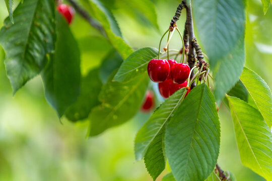 Reife rote Kirschen h&auml;ngen an einem Kirschbaum