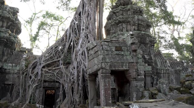 Sunlight shining through giant tree roots covering the ancient ta prohm temple in angkor, cambodia