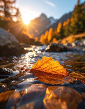 A lone golden leaf floats downstream in a mountain stream during golden hour.