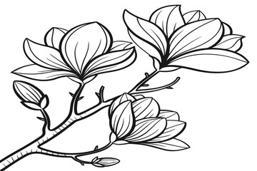 coloring page line art the tulip magnolia flower black vector © ofel