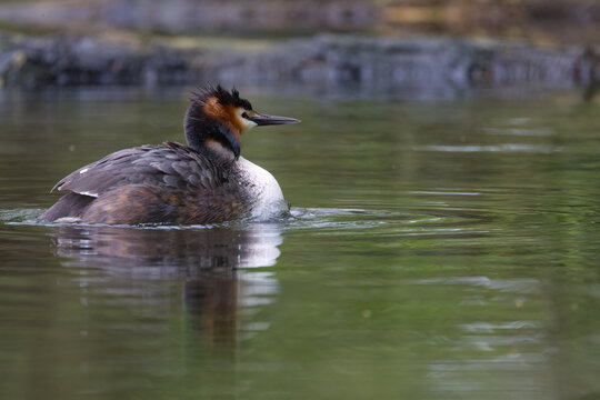 A puffed-up great crested grebe in a lake, a calm lake, a great crested grebe reflected in the water; a great crested grebe in magnificent plumage; Podiceps cristatus