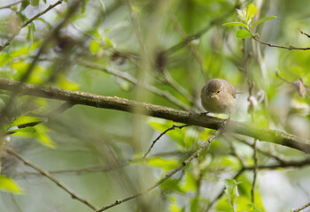 Obraz premium Chiffchaff on a branch surrounded by many twigs, looking curiously downwards, a small yellow-green bird hidden in a tree, Phylloscopus collybita, green leaves