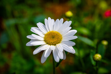 Fototapeta premium white daisy flower