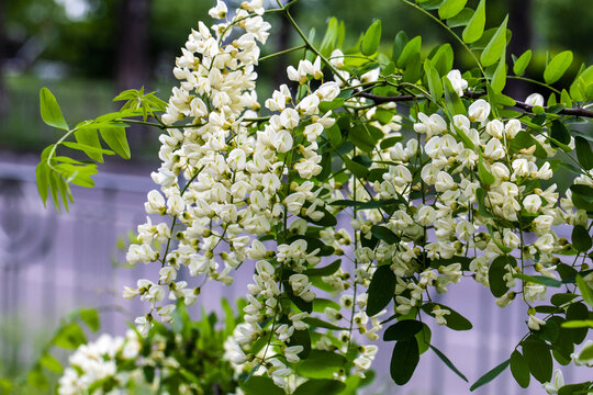 Close view of white black locust blossoms hanging from leafy branches in a garden, showing delicate spring flowers and fresh green foliage in soft natural light