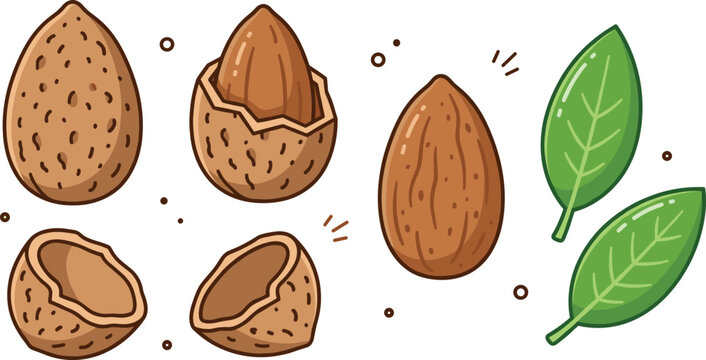 Vector almond illustration set featuring whole hard shells cracked nuts peeled kernels and fresh green leaves isolated on white background