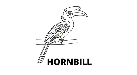 Fototapeta premium Hornbill Bird Line Art Vector Illustration