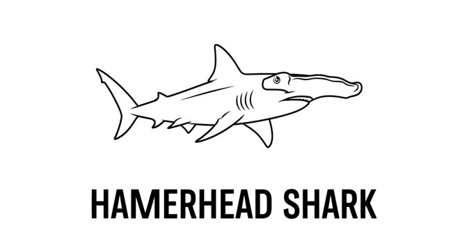 Hammerhead Shark Outline Vector Illustration