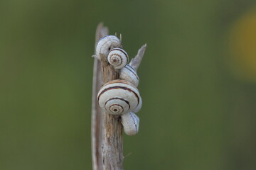 Snails on a dry twig in the meadow. Shallow depth of field. © Viktor