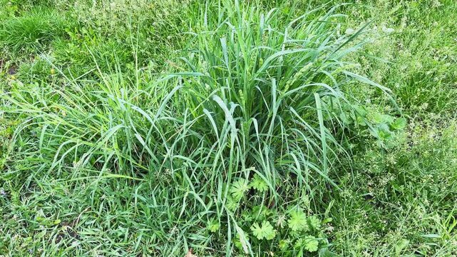 High grass bush covered with water drops after a rain