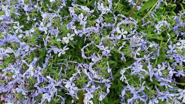 Blooming cultivated blue woodland phlox covered with dew at overcast