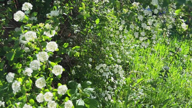 Branches of the blooming spiraea against lawn in public garden