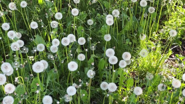 Lawn overgrown with grass and dandelions with downy seed heads