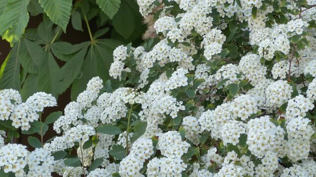 Bushes of the blooming spiraea against blooming horse-chestnut tree
