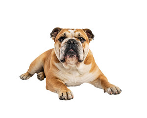 English bulldog lying down with tongue isolated on png transparent background isolated on a transparent background © PNG Studio 99