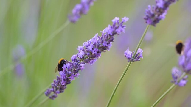 White-tailed bumblebees flying and feeding the nectar of Lavender in summer in a domestic garden. Bombus lucorum, Lavandula sp, Indre-et-Loire 37, r&eacute;gion Centre-Val de Loire, France, Europe