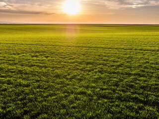Green agricultural field at sunset with sun highlighting crops
