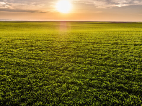 Green agricultural field at sunset with sun highlighting crops
