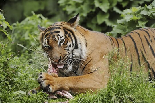 Sumatran tiger (Panthera tigris sumatrae), feeding, captive, occurring on Sumatra, Indonesia