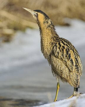 Eurasian bittern (Botaurus stellaris) foraging Winter, Lake D&uuml;mmer, Lembruch, Lower Saxony, Germany