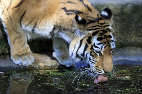 A tiger drinks water and its reflection can be seen in the water, Siberian tiger, Amur tiger, (Phantera tigris altaica), cubs
