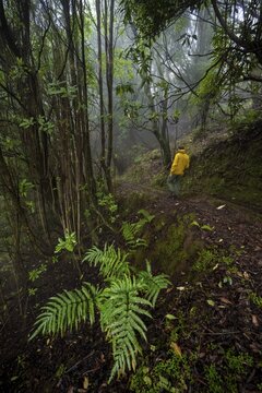 Hiker in the forest in fog, hiking trail at the Levada do Brasileiro, Madeira, Portugal