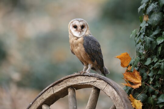 Common barn owl (Tyto alba), on an old wagon wheel, Czech Republic