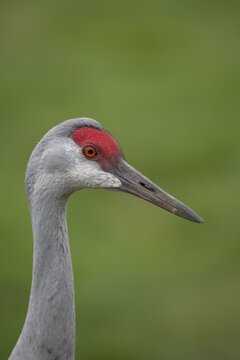 Sandhill crane (Grus canadensis) adult bird head portrait, England, United Kingdom, Captive