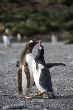 Gentoo Penguins (Pygoscelis papua), chick begging for food, Gold Harbour, South Georgia, Subantarctic, Antarctica