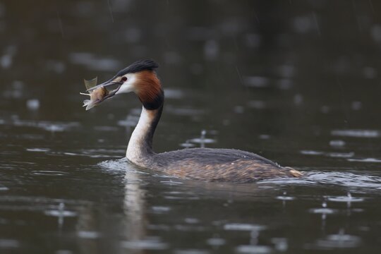 Great crested grebe (Podiceps cristatus) adult bird on a lake with a Bullhead fish in its beak, England, United Kingdom