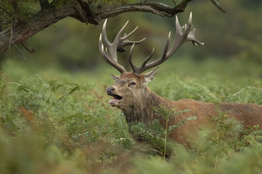 Red deer (Cervus elaphus) adult male stag roaring during the rutting season, Surrey, England, United Kingdom