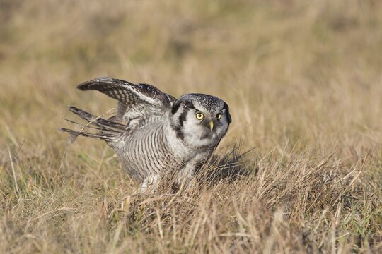 Hawk Owl (Surnia ulula) catching prey in grass, Saxony, Germany
