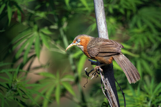 Rusty-cheeked scimitar Babbler perch on a branch of tree in Ichangu, Nepal.