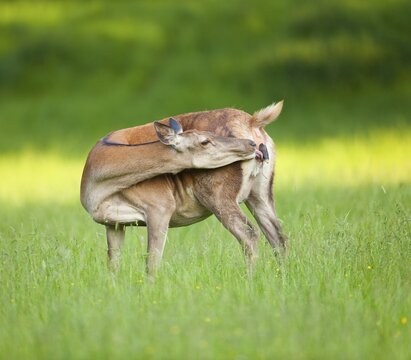 Red Deer (Cervus elaphus), hind shortly before the birth of a calf, captive, Bavaria, Germany