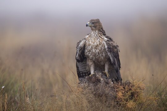 Bonelli's eagle (Aquila fasciata), mantling on tree stump, La Mancha, Spain