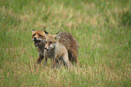 Red fox (Vulpes vulpes) male bites away weaned young, should finally become independent, butterfly Apatura iris female sails overhead, mown meadow, light rain, Allg&auml;u, Bavaria, Germany, Allg&auml;u, Bavaria, Germany