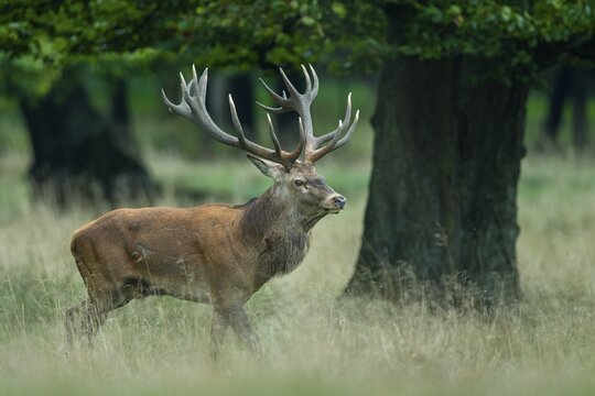 Red deer (Cervus elaphus) in rut, Klamptenborg, Copenhagen, Denmark