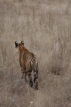Bengal tiger (Panthera tigris tigris) adult standing in grassland, Bandhavgarh, Madhya Pradesh, India