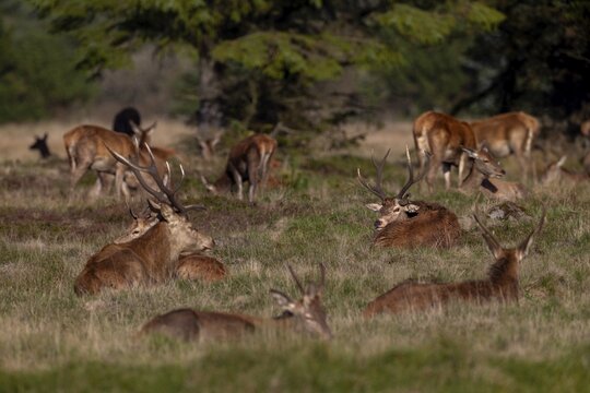 The red deer (Cervus elaphus) looking into the camera has a special antler, a third one grows clearly recognisable from the temple, abnormal, rutting season, rutting stag, October, Denmark