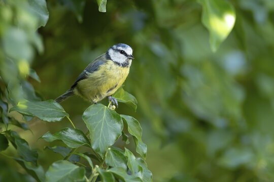 Blue tit (Cyanistes caeruleus) adult garden bird on an Ivy tree branch in summer, England, United Kingdom