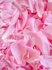 Obraz premium Delicate light pink flower petals lying soft on a bright clean surface, romantic beauty and cosmetics concept