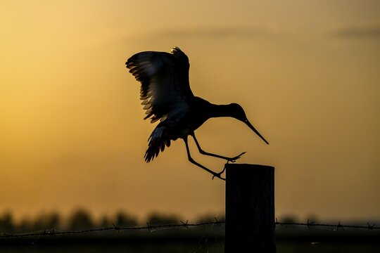 The silhouette of a black-tailed godwit (Limosa limosa) on a pole against a warm background, D&uuml;mmer nature park Park, Lower Saxony, Germany