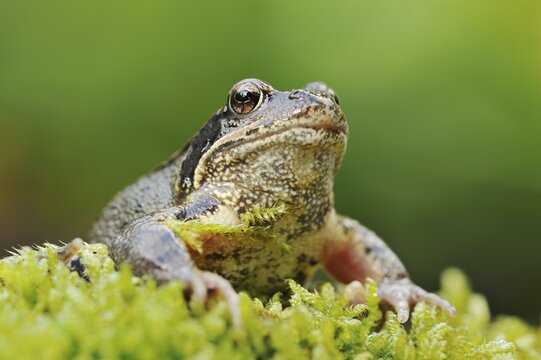 Common frog (Rana temporaria), North Rhine-Westphalia, Germany