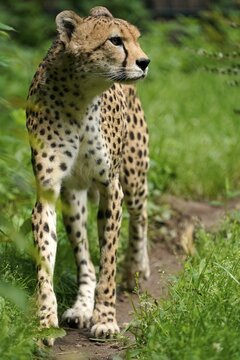 Sudan cheetah (Acinonyx jubatus soemmeringii), captive, walking, Germany