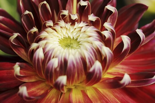 Dahlia 'Akita' (Dahlia Hybride), detail of flower, ornamental plant, North Rhine-Westphalia, Germany